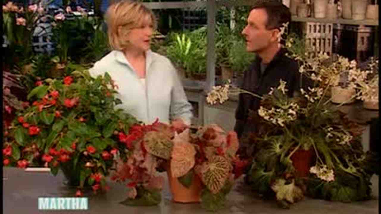 How to care for begonia - all the secrets of indoor plants How to care for begonia - all the secrets of indoor plants